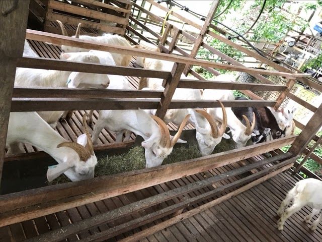 Saanen Dairy Goat Farm