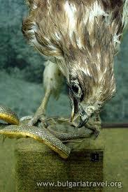 Natural Sciences Museum Cherni Osam