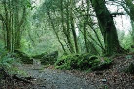 Knockomagh Wood