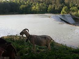 Resclosa de Serinya i illa del Fluvia