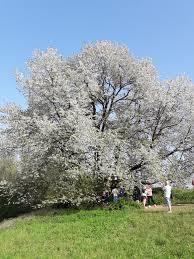 Ciliegio secolare