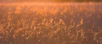 Stodmarsh National Nature Reserve