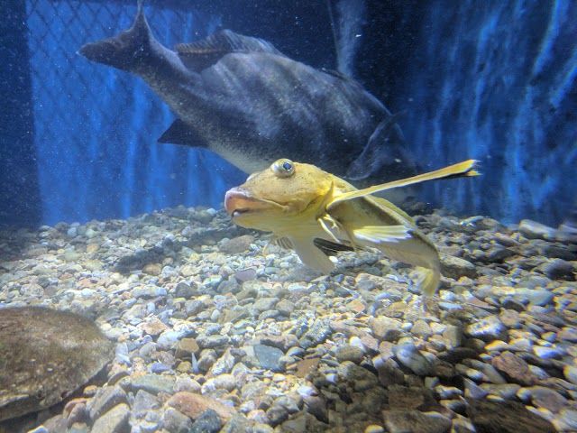 Woods Hole Science Aquarium