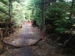 P-plads Staurby skov