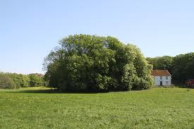 Näverkärrs naturreservat