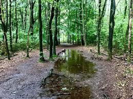 Boswachterij Gieten Borger