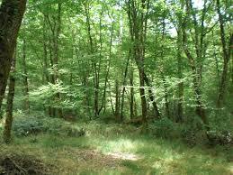 Foret du Gavre
