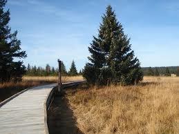 Lehrpfad Gottesgaber Torfmoor