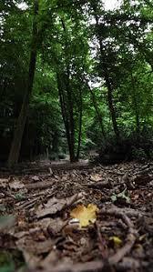 Foret de Bord-Louviers