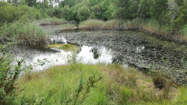 Réserve Nationale d'Arjuzanx
