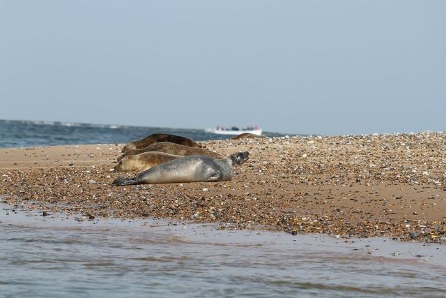 Beans Seal Trips
