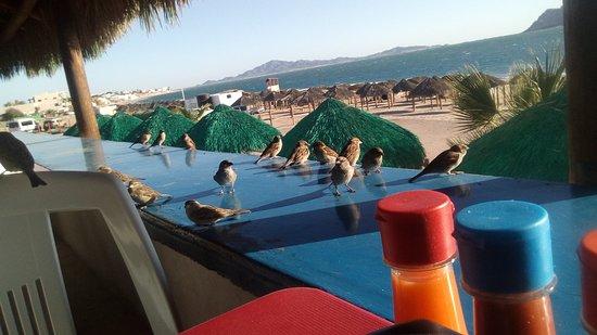 La Palapa del Pescador