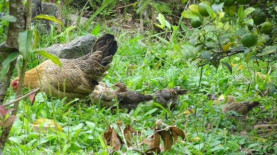 Shigu Holiday Restaurant