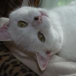 The Bradford Tavern Bar & Pub