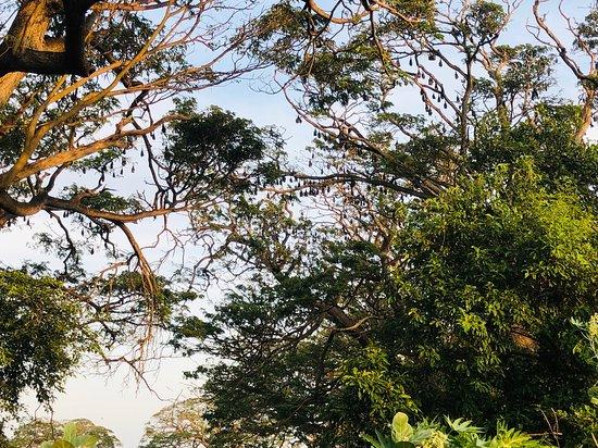 Bat-Sevana - Fruit Bats