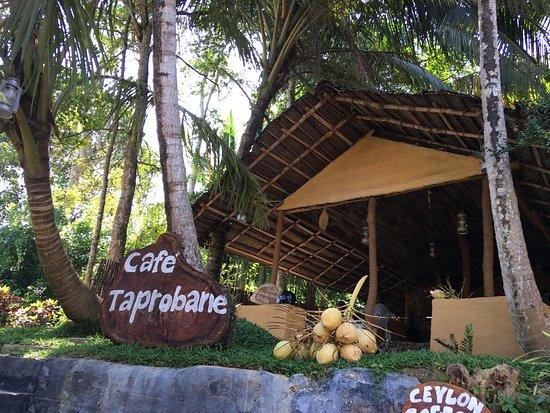 Cafe Taprobane
