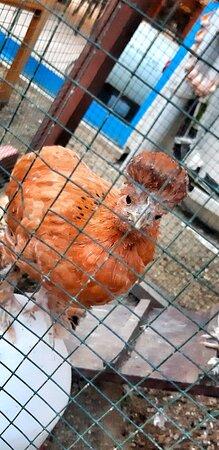 Yigiter Mavi Beyaz BalIk Evi