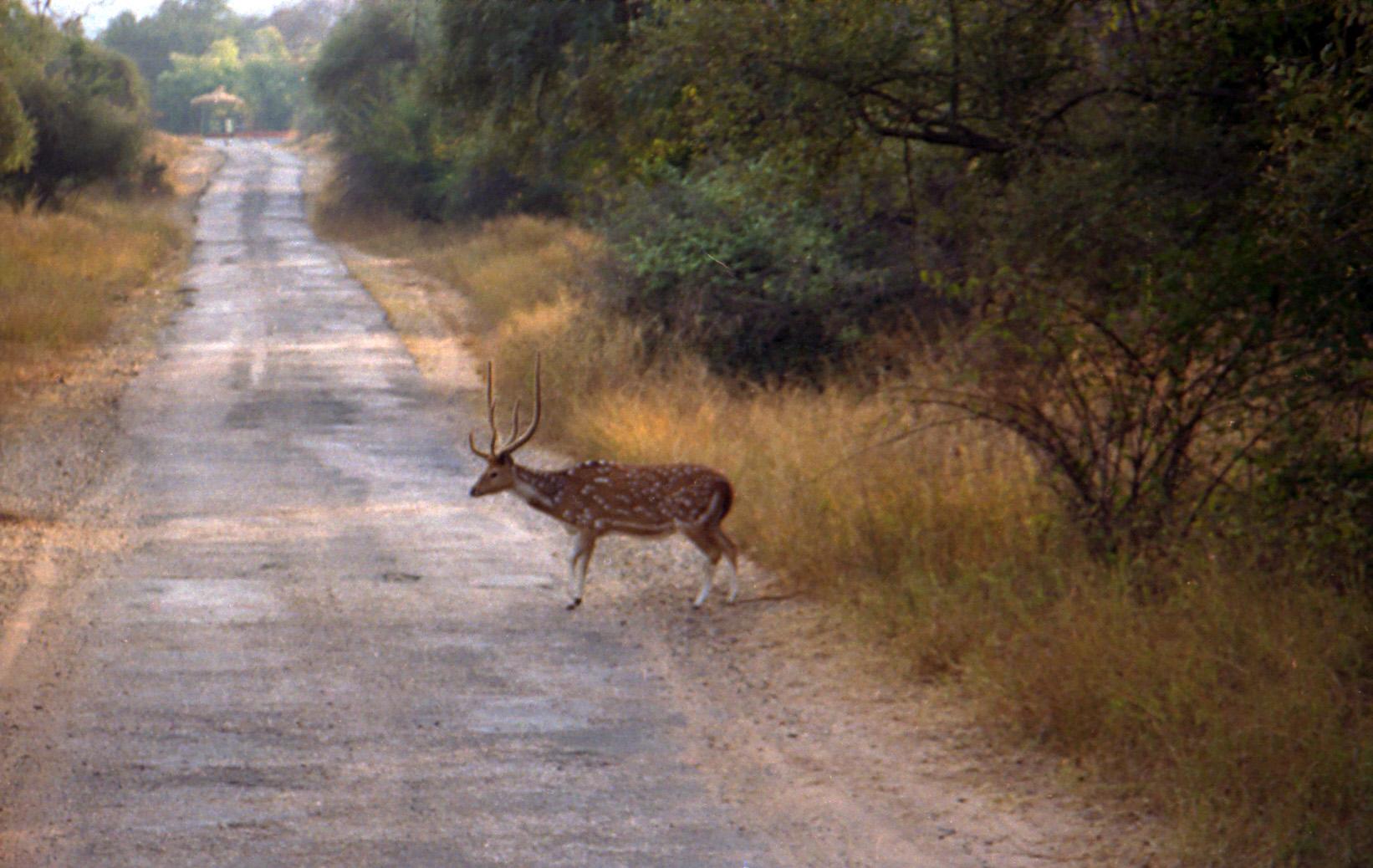 Sariska Tiger Reserve