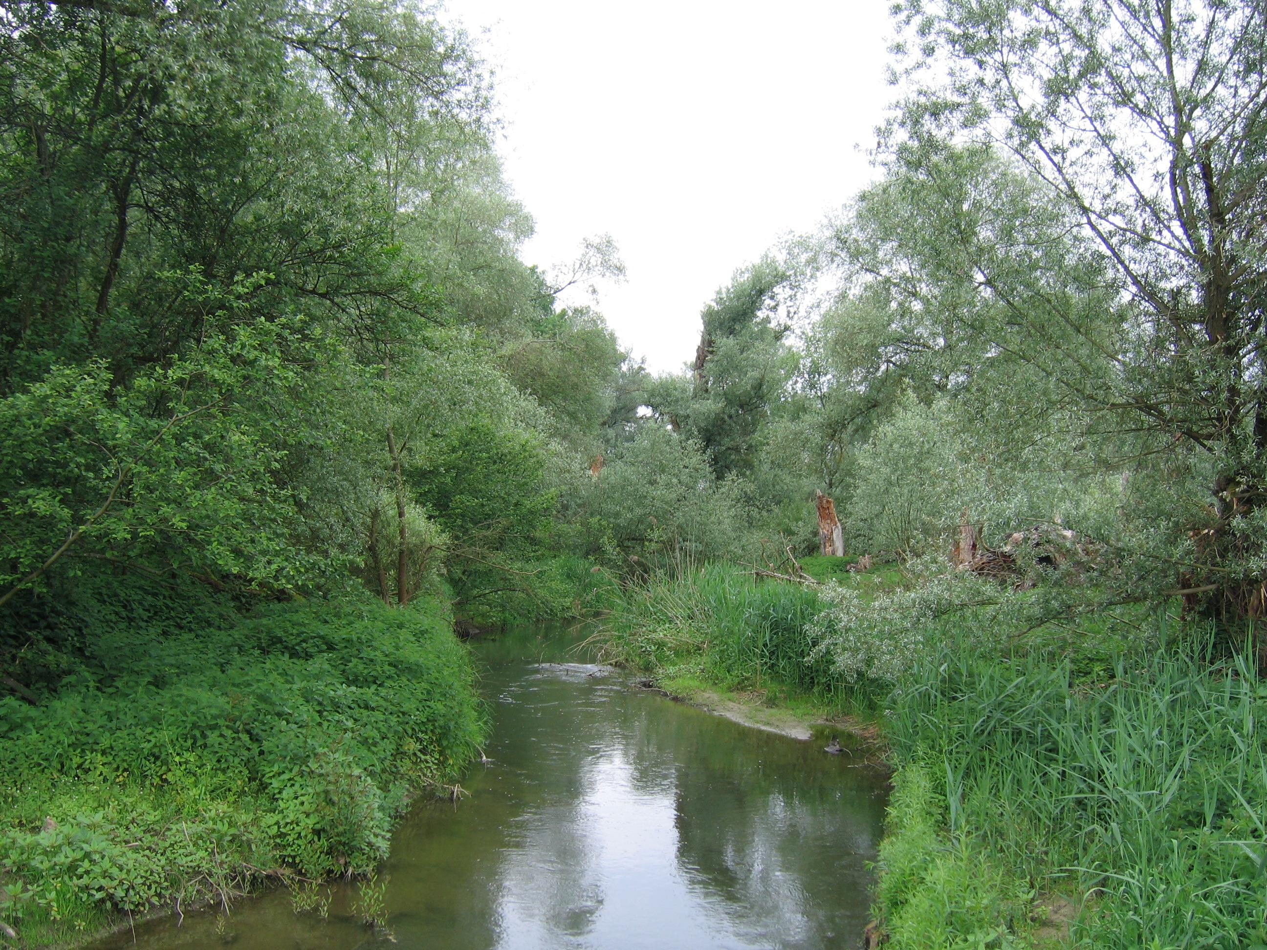 Seefelder Aachmündung