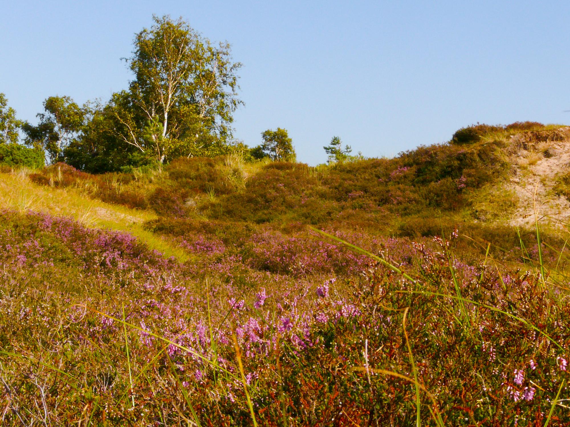 Dünenheide auf der Insel Hiddensee
