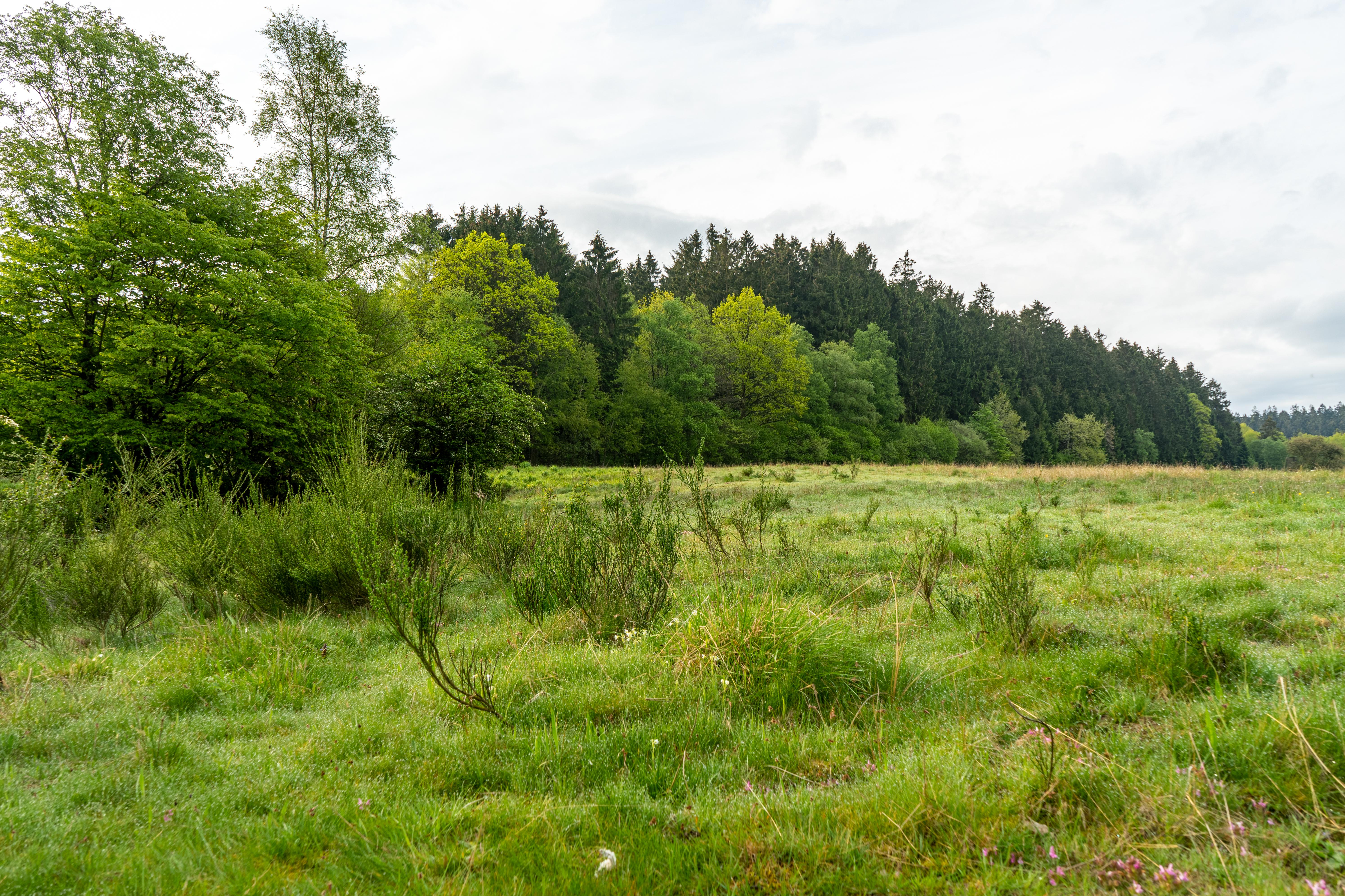 Gernsdorfer Weidekämpe