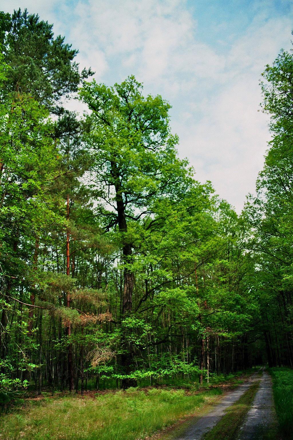 Pinnower Läuche und Tauersche Eichen