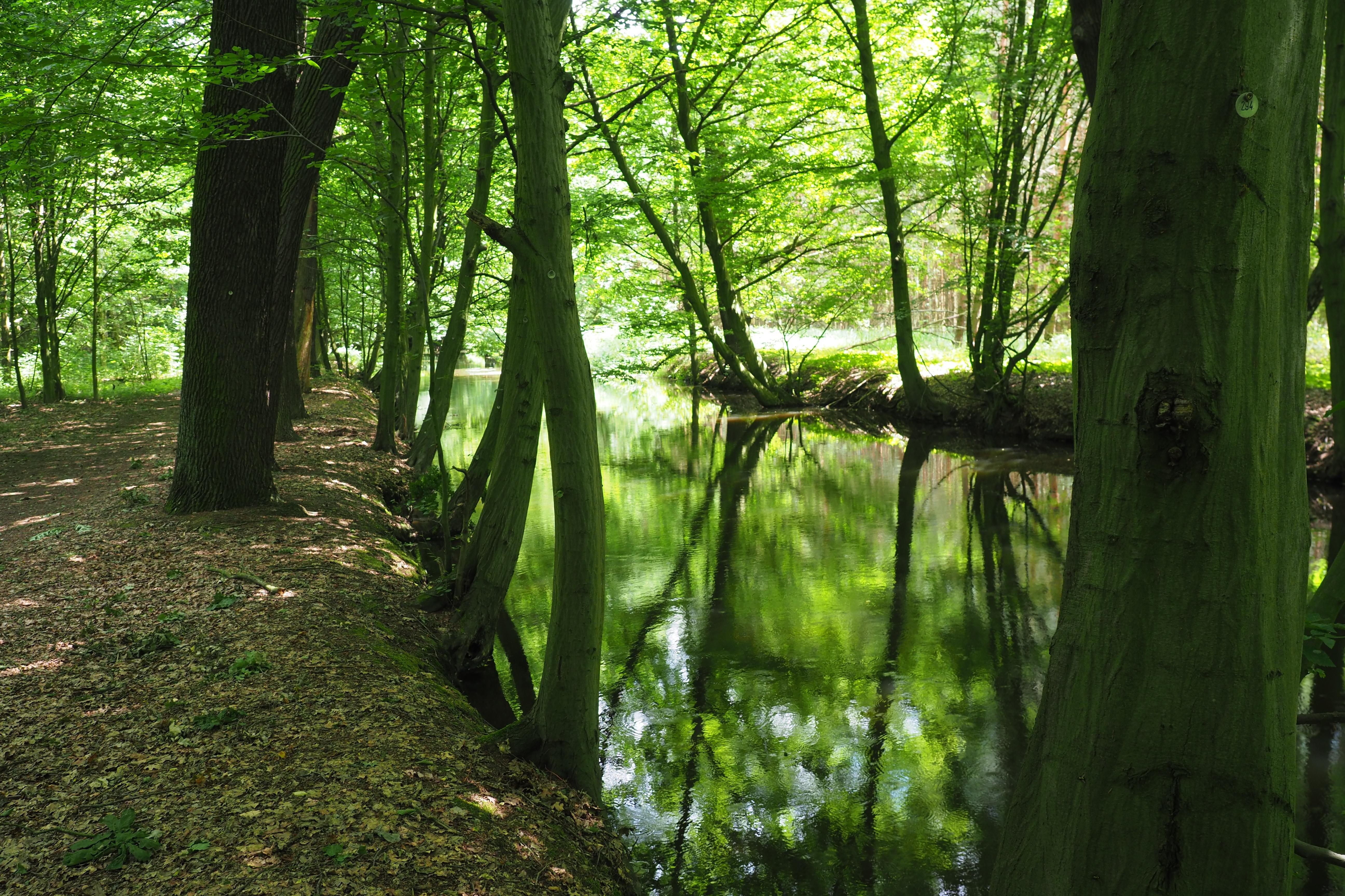 Röderauwald Zabeltitz
