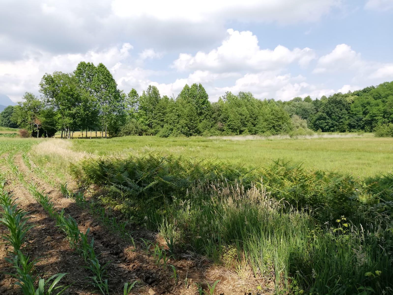 Biotopo torbiera Cichinot