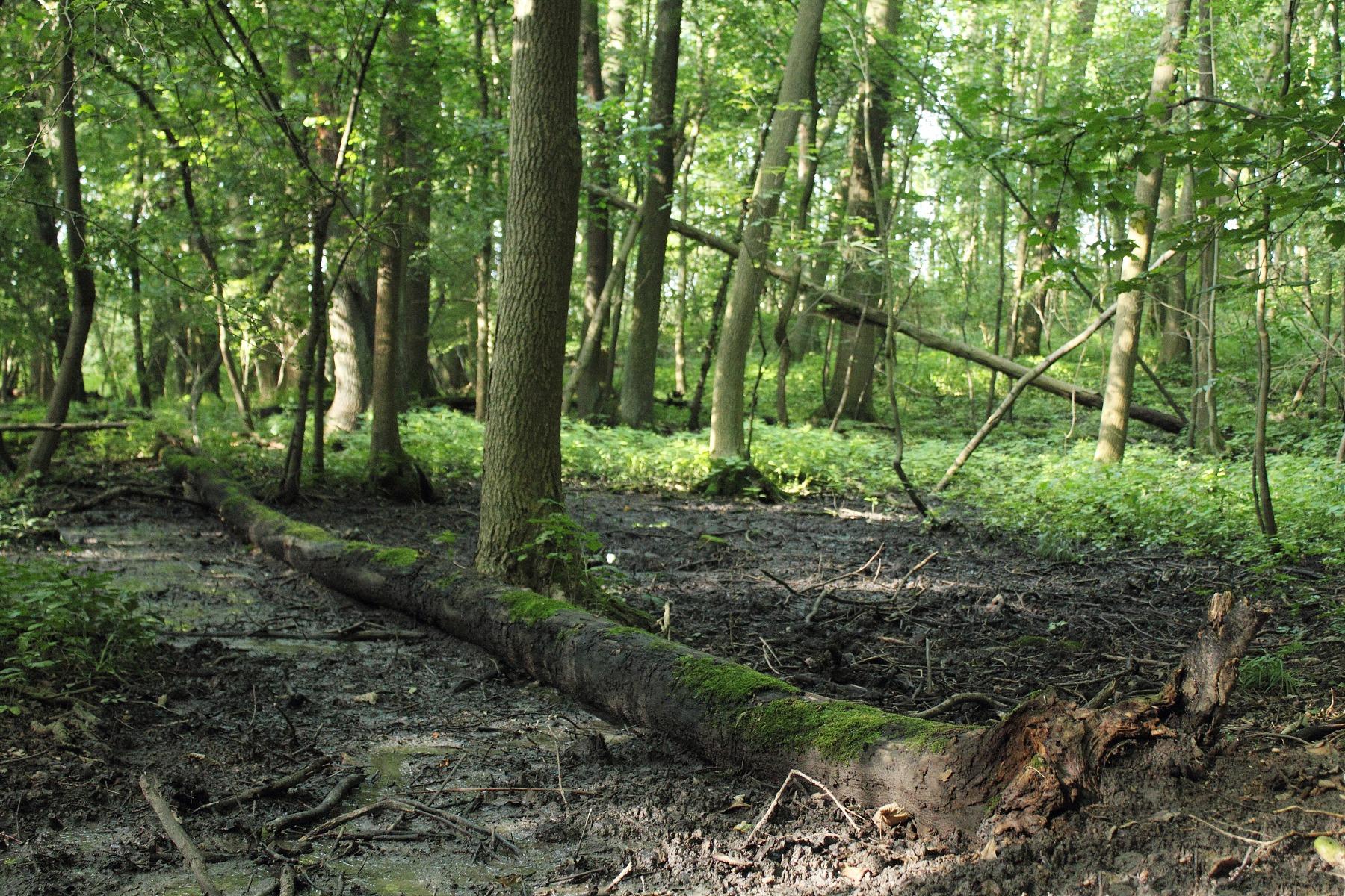 Bazantnice u Loukova