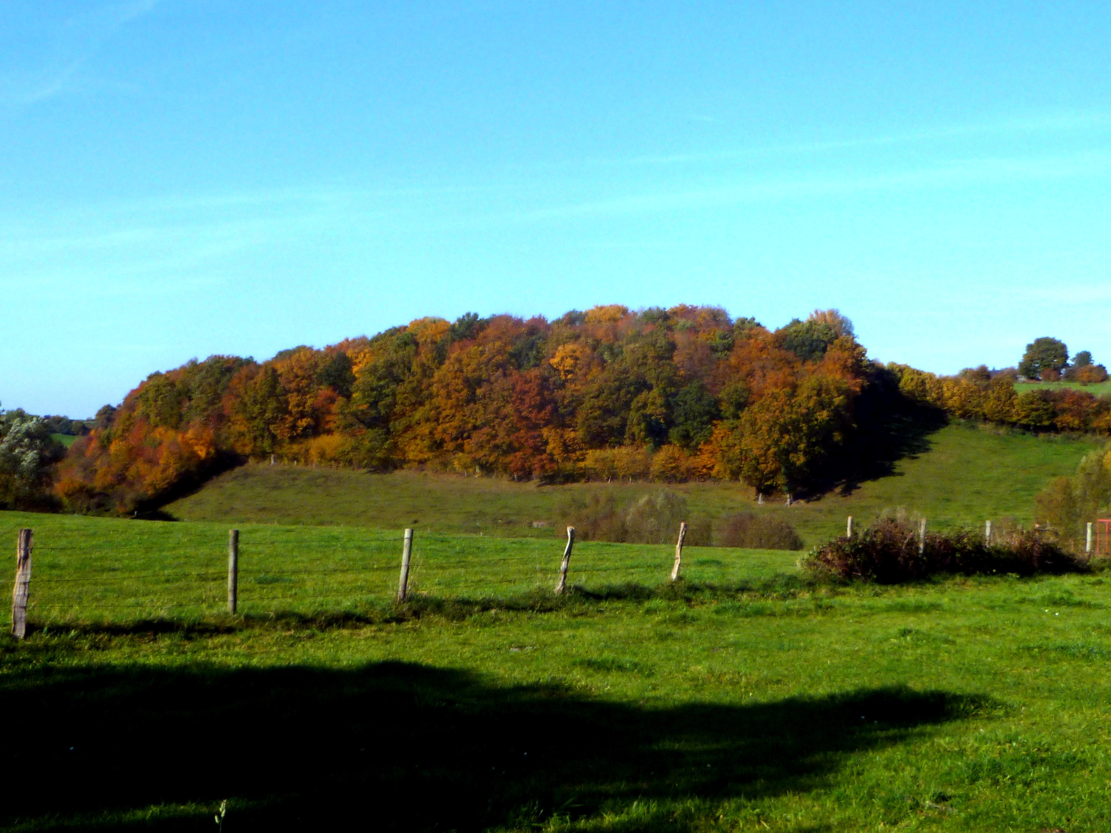 Steinrother Waldchen