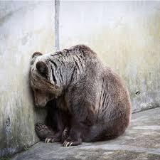 Arcturos Bear Sanctuary