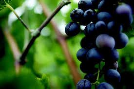 Domaine Porto Carras