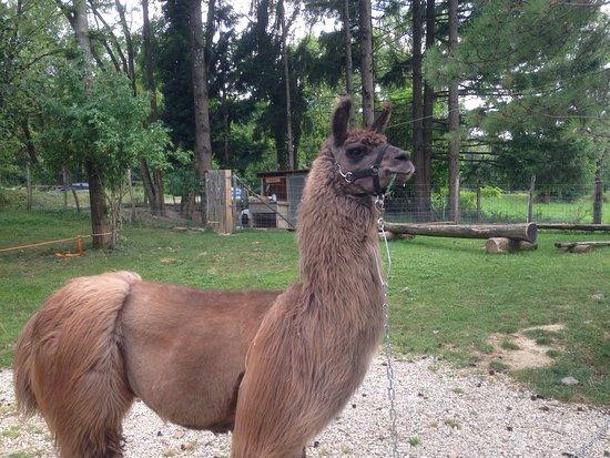 La Ferme aux Lamas