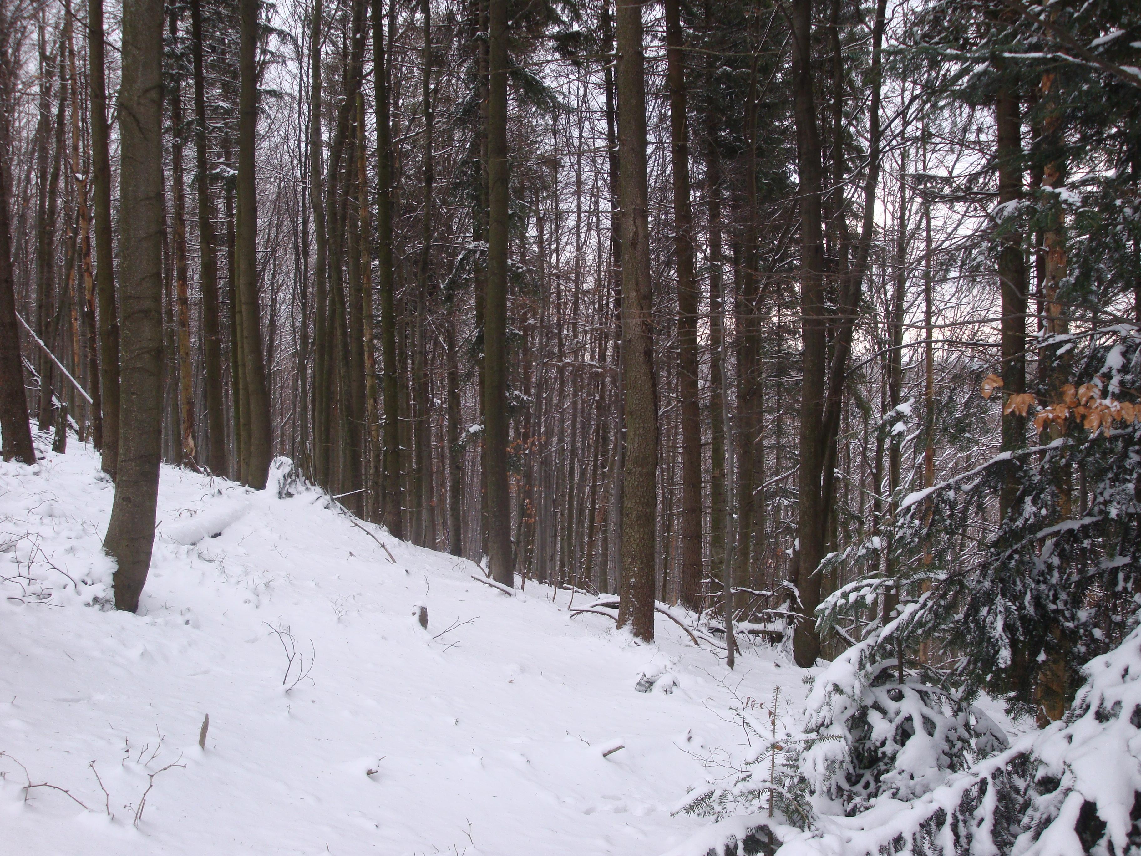 Rezerwat przyrody Szeroka