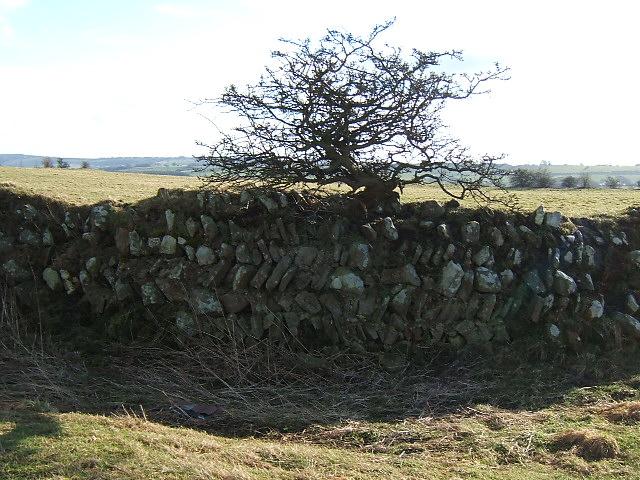 Lanchester Roman Fort