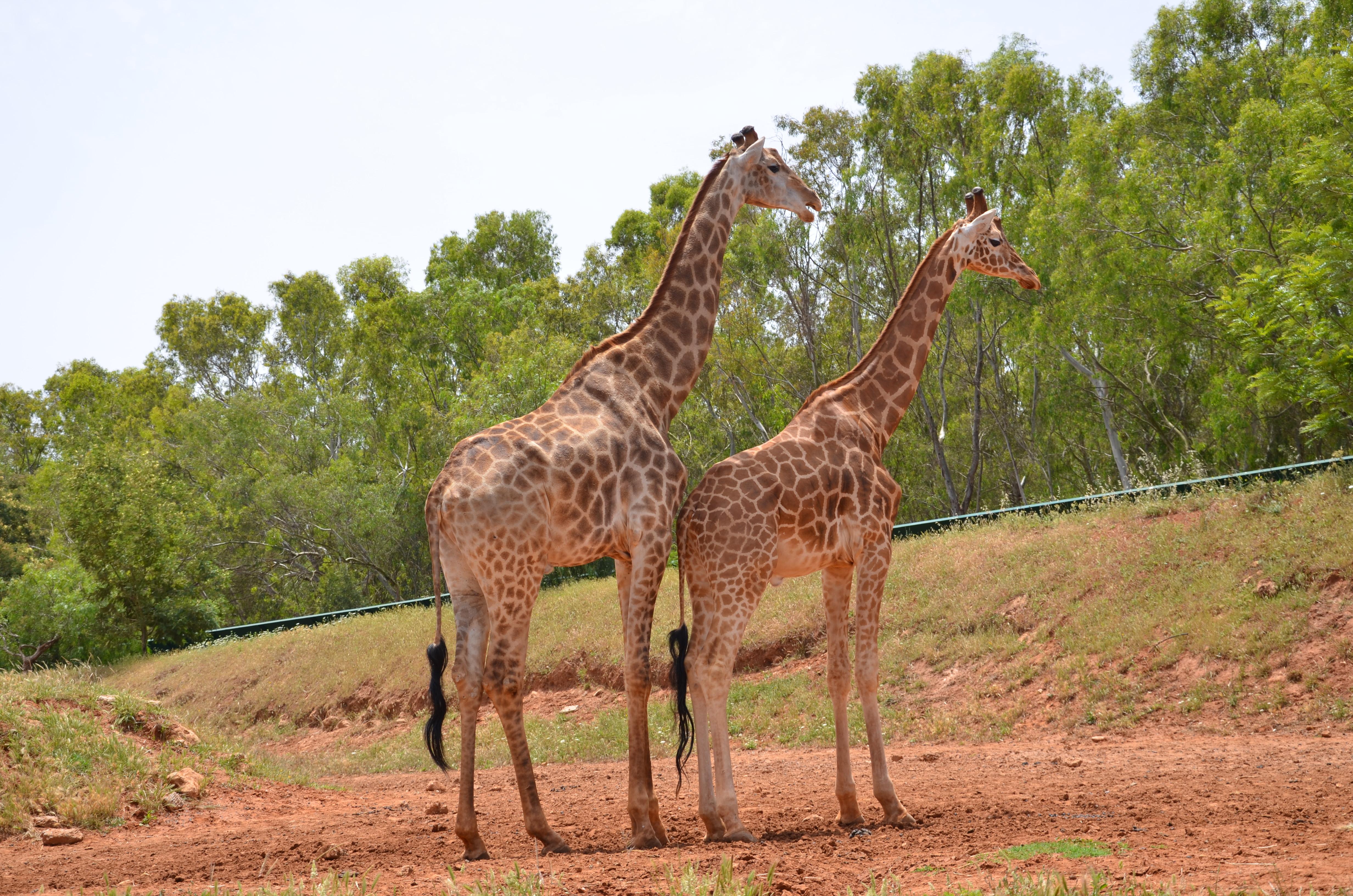 Jardin zoologique national de Rabat