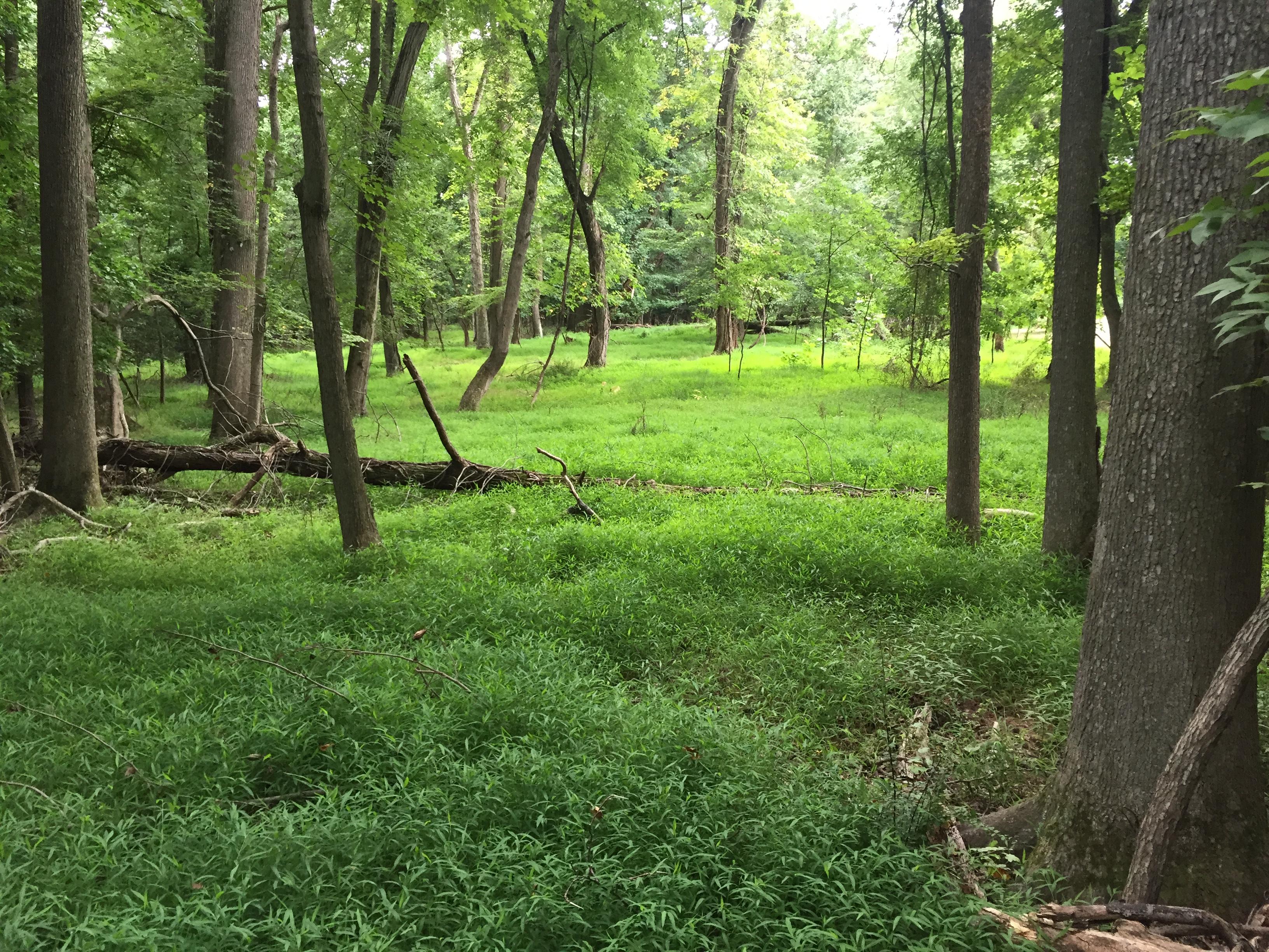 Greenbelt Park