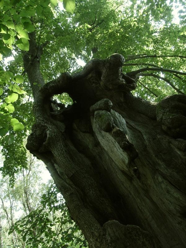 Untere Pfaffengrüner Linde