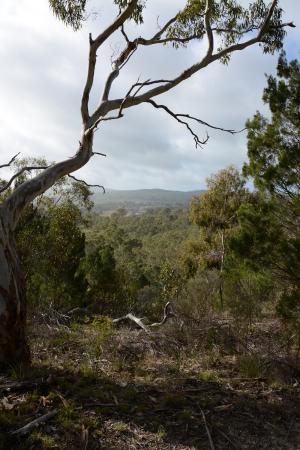 Altona CSR Landcare Reserve