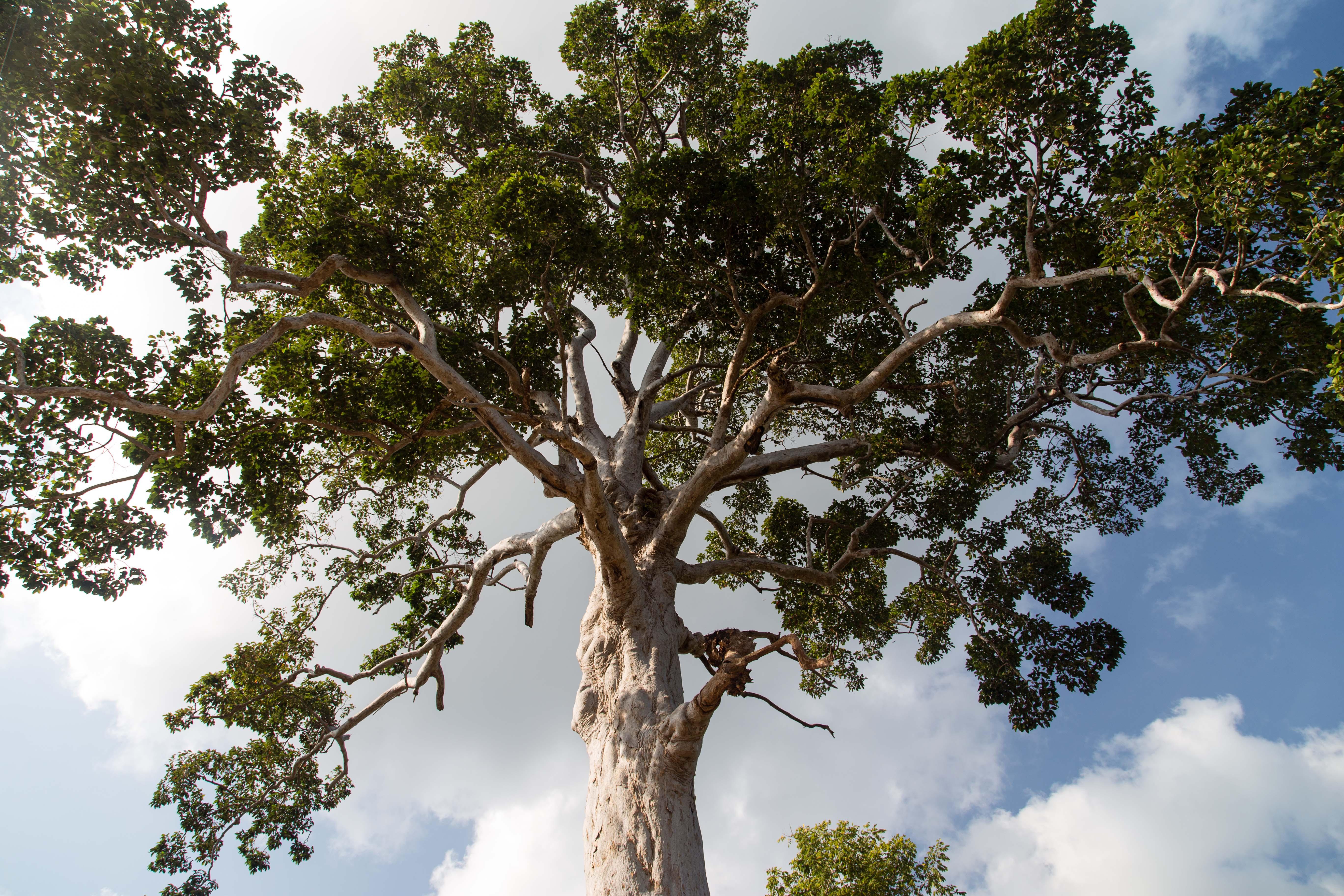 Ko Pha-Ngan's Tallest Yang Na Yai Tree