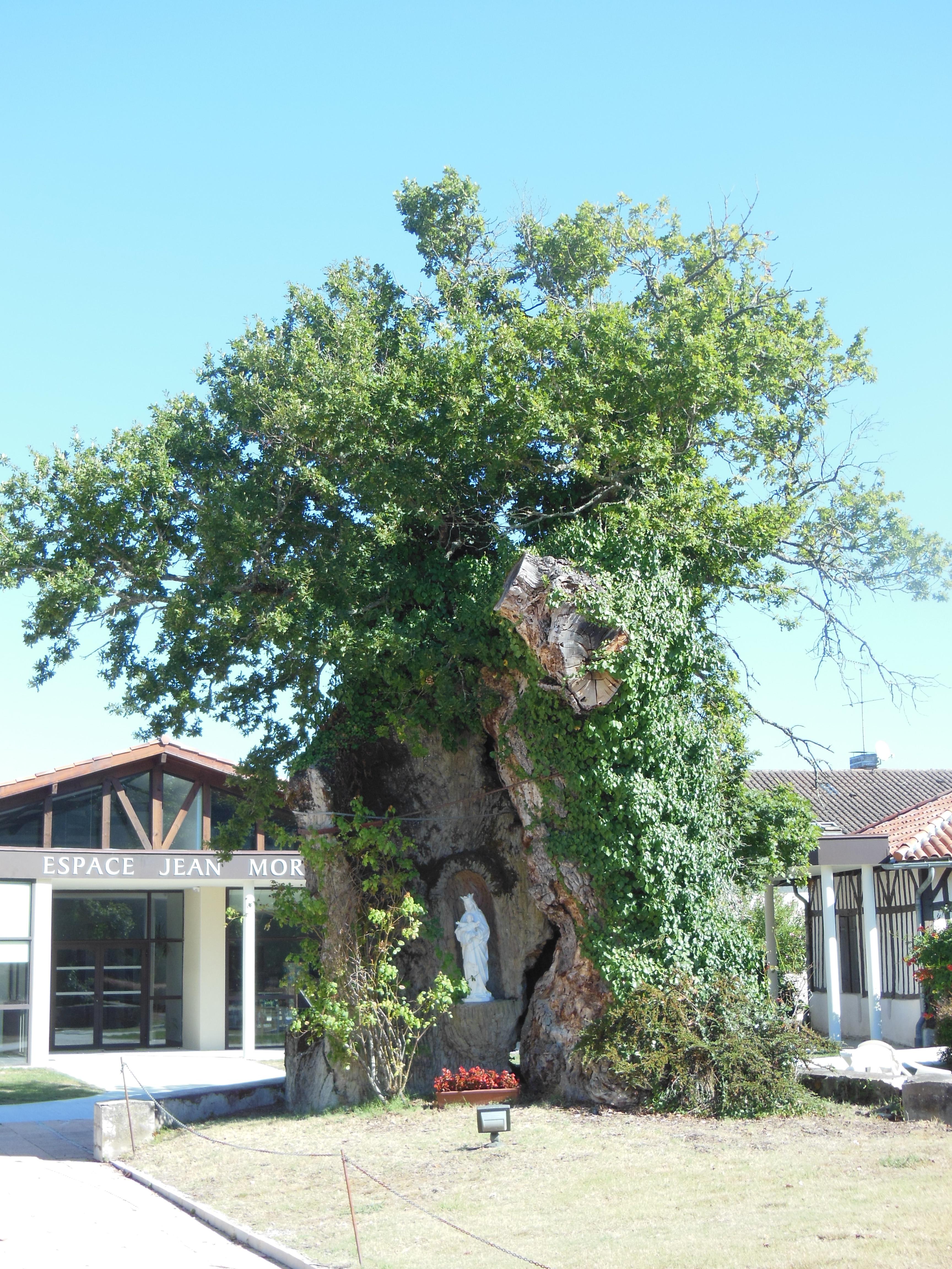 Chêne de Saint-Vincent-de-Paul