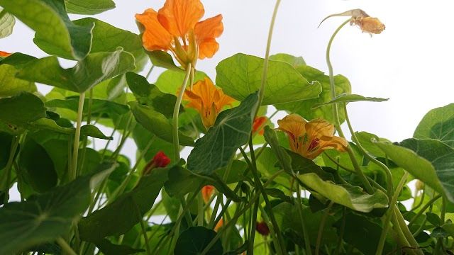 Norwich Farmers Market