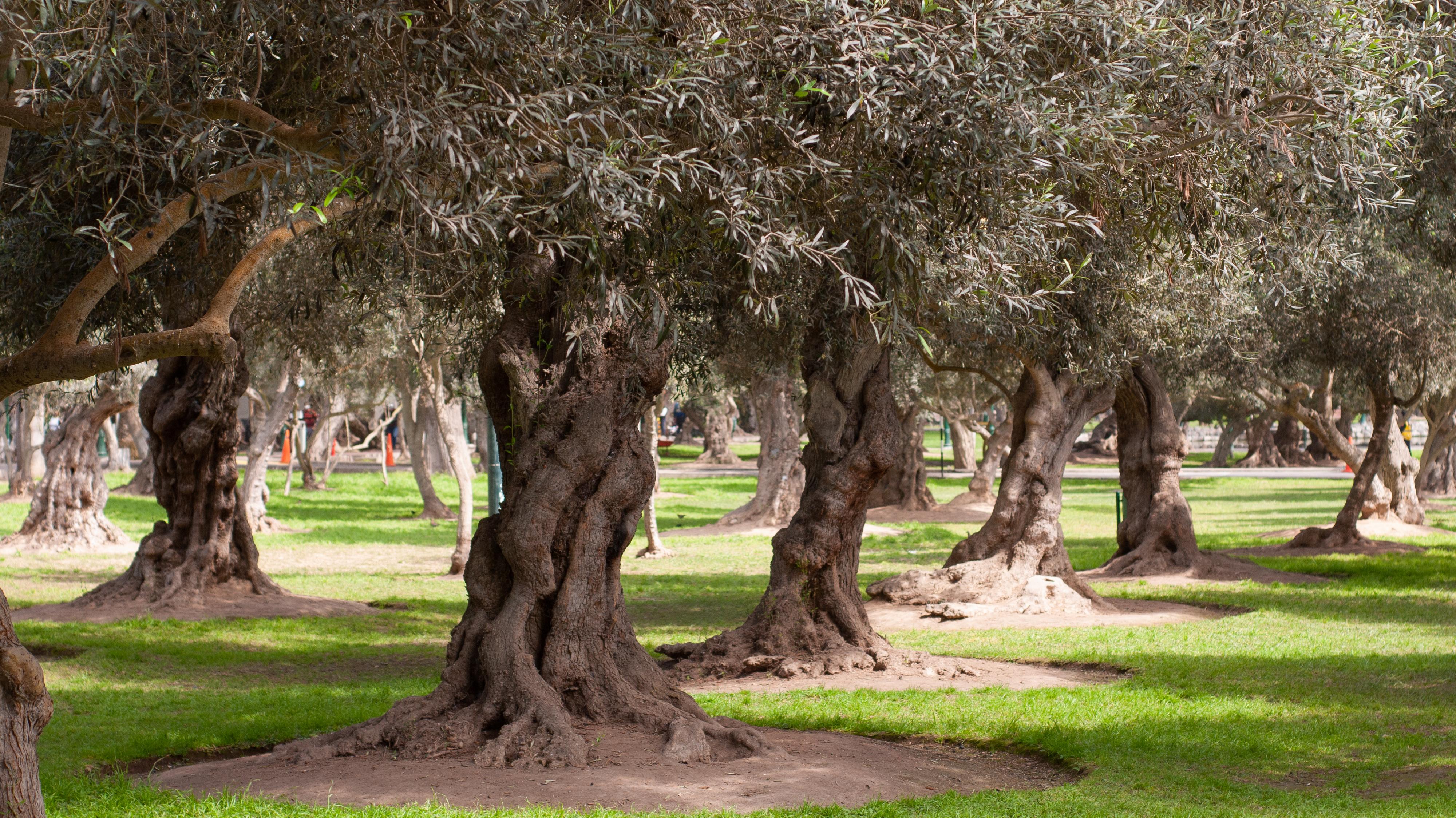 Bosque El Olivar