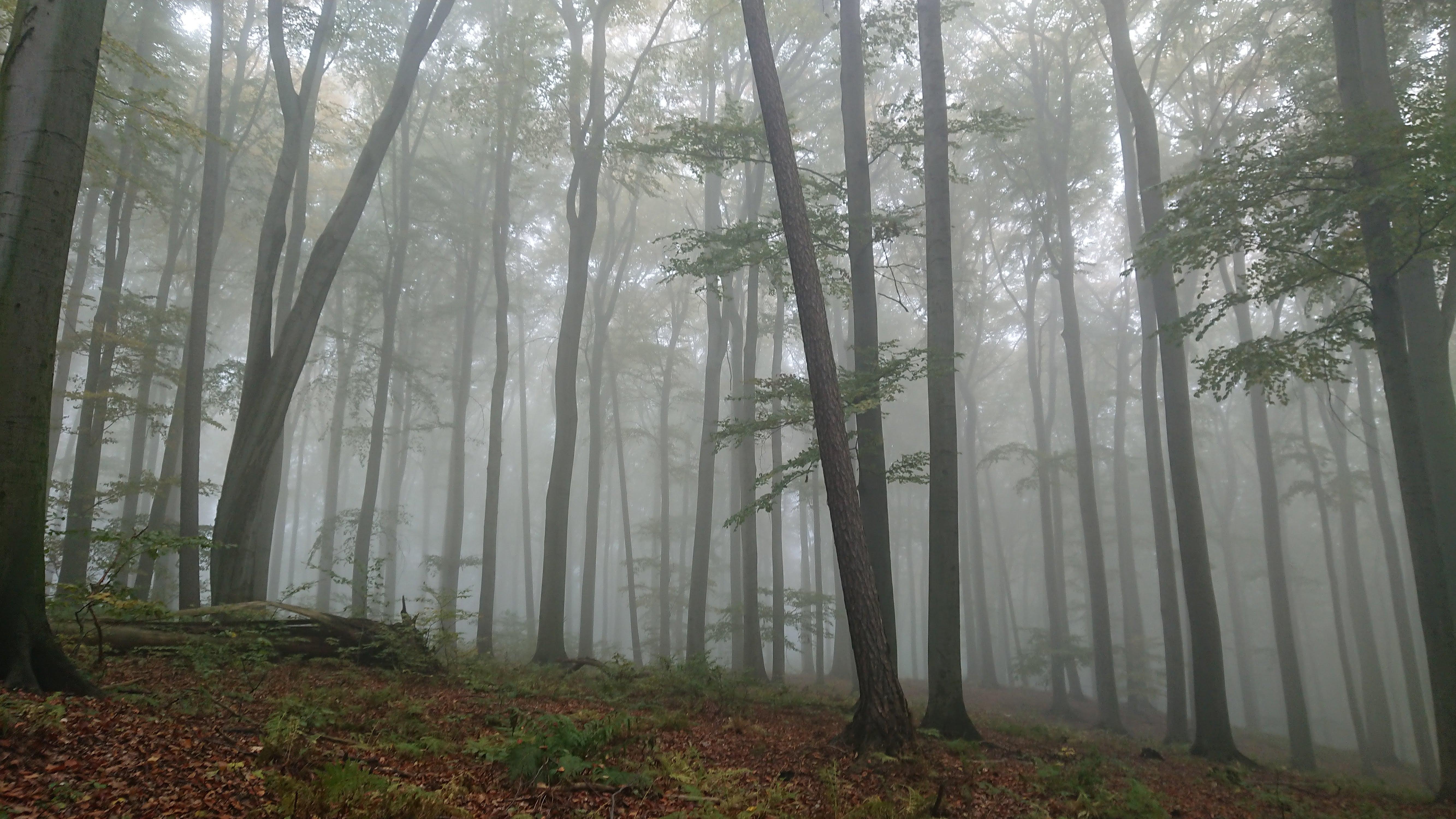 Rezerwat przyrody Lesisko