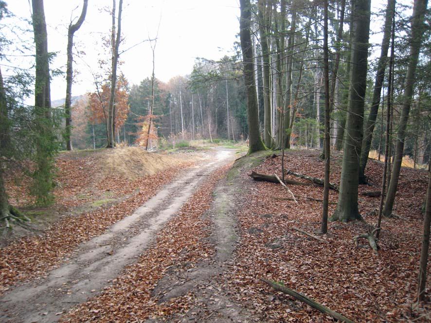 Wallanlage Alte Burg Erberich