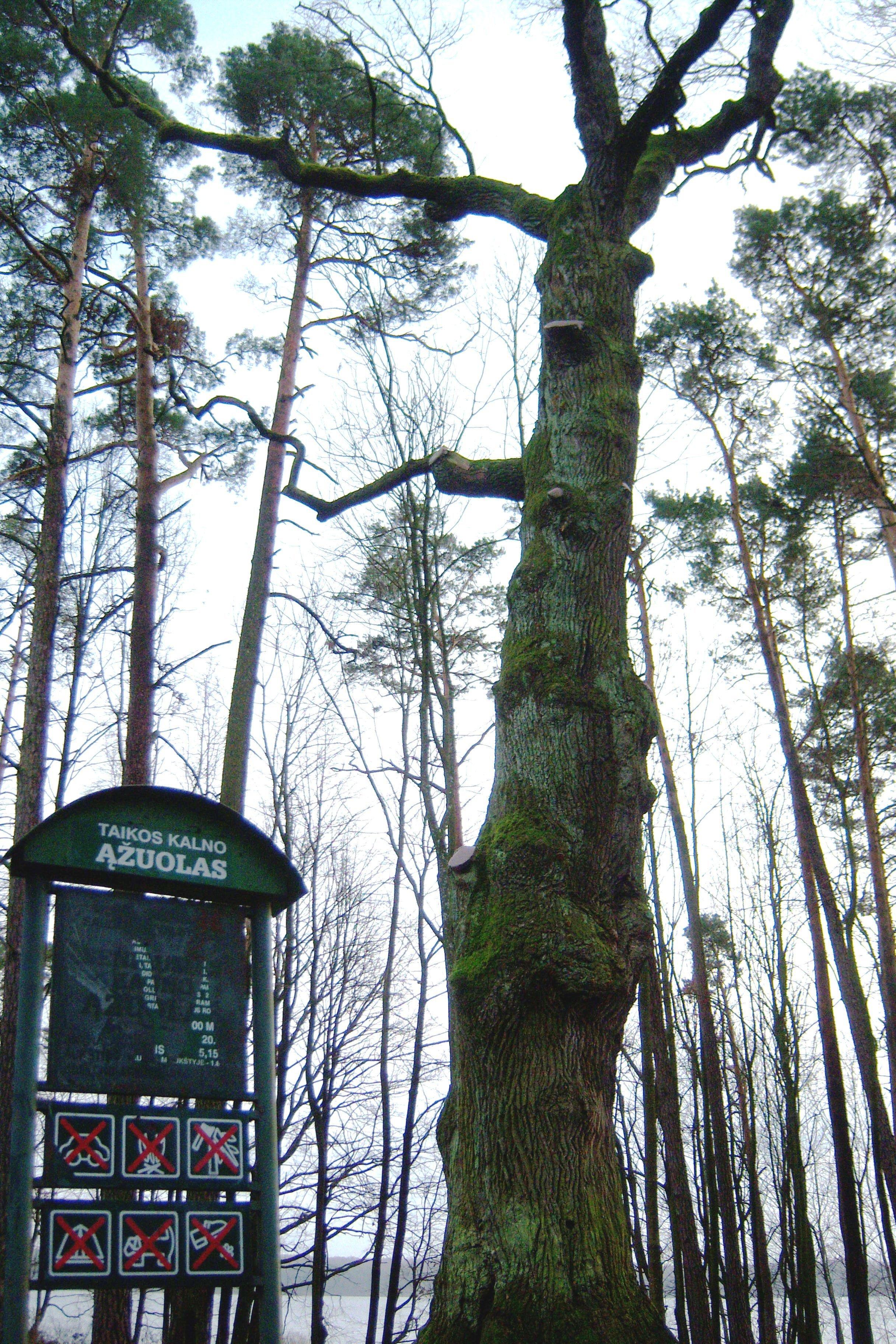 Taikos kalno azuolas