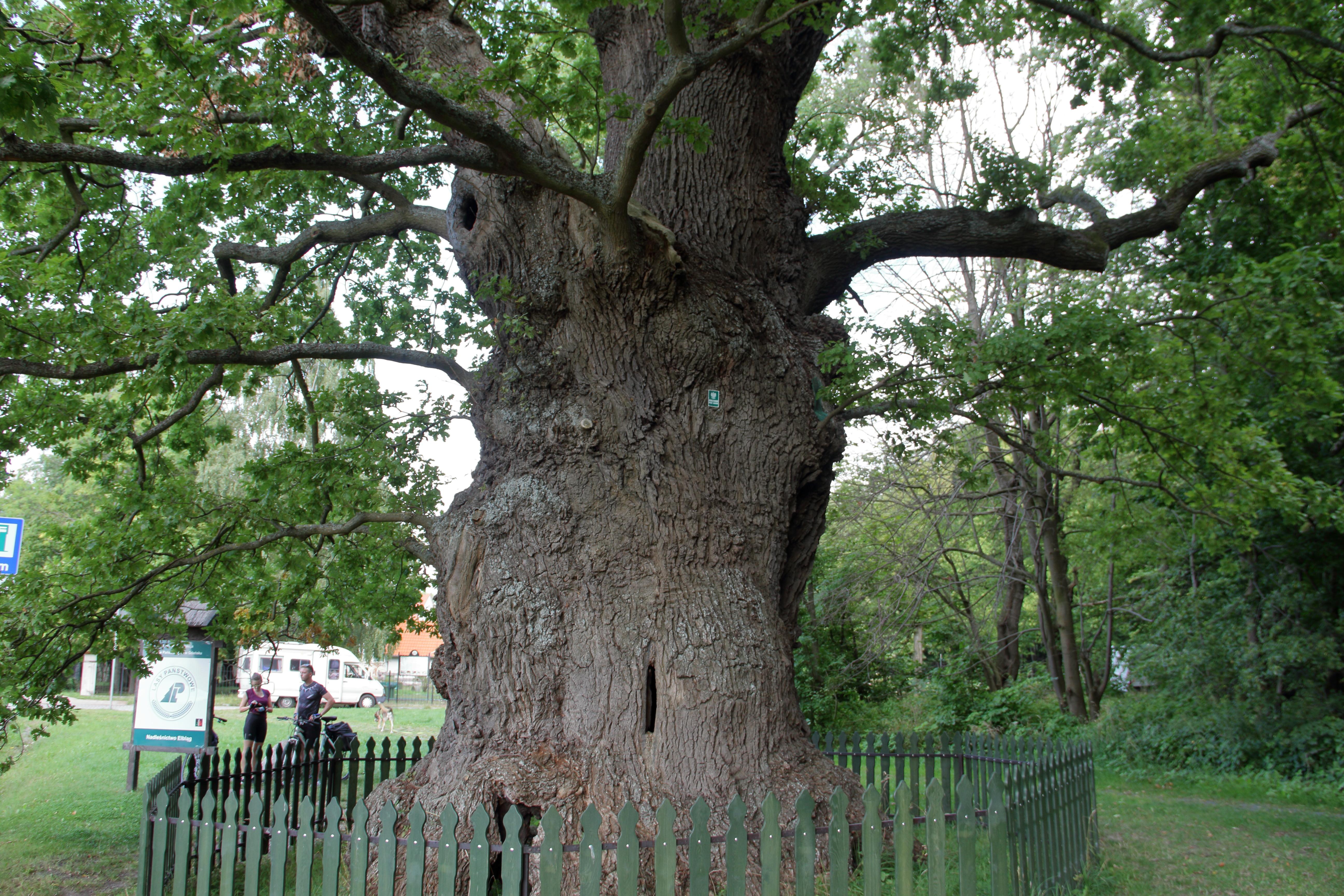 Bazynski Oak