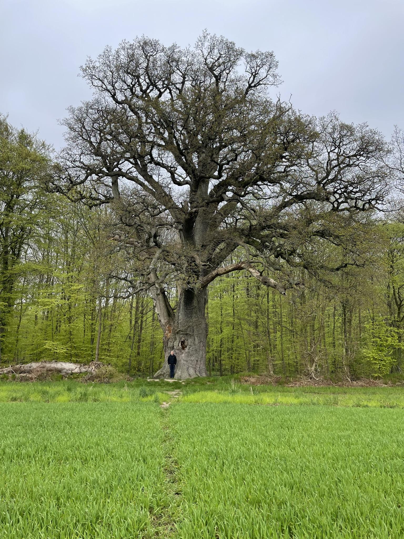 Valdemarsegen