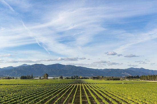 Spy Valley Wines