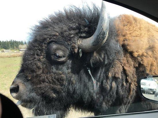 Olympic Game Farm